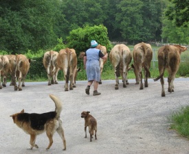 Rural galicia fitzgerald